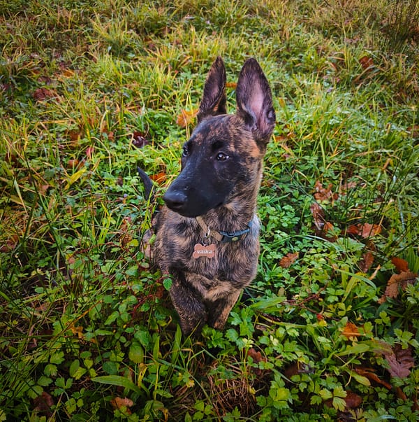 Oplus_131104 Médaille personnalisée pour chiens et chats